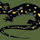 Meet the Spotted Salamander!